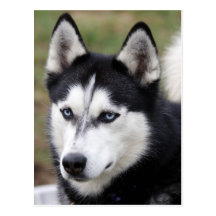 husky vykort