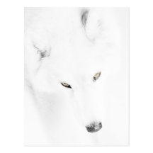 Husky Vykort