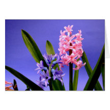 Hyacinthälsningkort