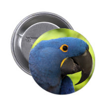 HyacintMacaw Knapp Med Nål