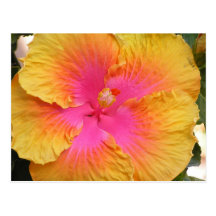 Hybrid- hibiskusvykort