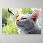 I blom posters