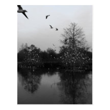 Ibis träd vykort