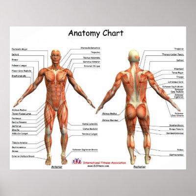 IFA-anatomi kartlägger Affisch från IFAfitness