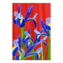 Ikebana Iris och röd Curtain. Fotografier