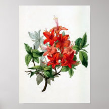Illustration för blomma "för AzaleaNudiflora" vint Affisch