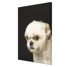 Ilsken vit Shih Tzu med bruna ögon Kanvasdukar Med Gallerikvalitet