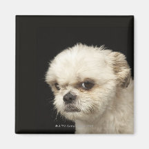 Ilsken vit Shih Tzu med bruna ögon Magnet För Kylskåp