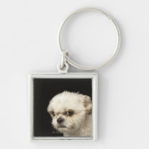 Ilsken vit Shih Tzu med bruna ögon Nyckelringar