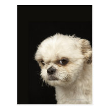 Ilsken vit Shih Tzu med bruna ögon Vykort