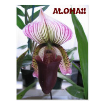IMG_1248 ALOHA!!  Vykort