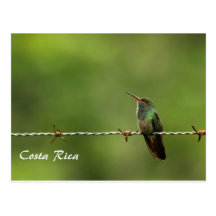 IMG_7650 hummingbird Costa Rica Vykort