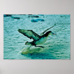 Imm. Kort-tailed Albatross Affisch