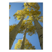 Imponera 12) hälsningkort för aspen (