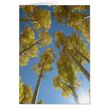 Imponera 17) hälsningkort för aspen (