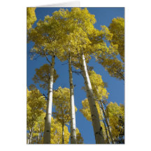 Imponera 18) hälsningkort för aspen (