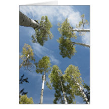 Imponera 3) hälsningkort för aspen (