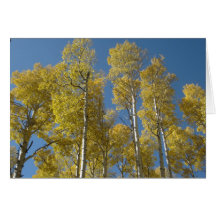 Imponera 6) hälsningkort för aspen (