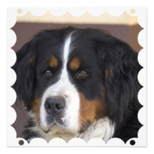 Inbjudan för Bernese berghund