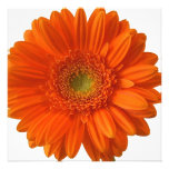 Inbjudningar för orange daisy