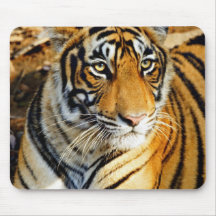 Indien Sawai Madhopur, Ranthambore medborgare Mus Matta