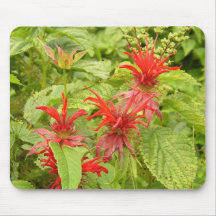 Indisk Paintbrush Musmatta