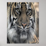 Indisk tiger print