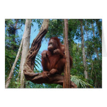Indonesisk Rainforest som varar slö stolen Hälsnings Kort
