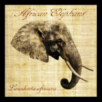 Ingen afrikansk elefant (inrama), affischer