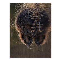 Ingen tillgänglig högre upplösning. Beaver_pho34.j Vykort