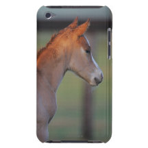 Inkvartera hästfölet iPod touch covers