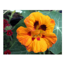 Intensiv Gult-Orange Nasturtium Vykort