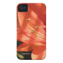 iPhone 4 för Amaryllis 01 iPhone 4 Case-Mate Cases