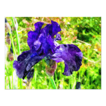 Iris Fototryck