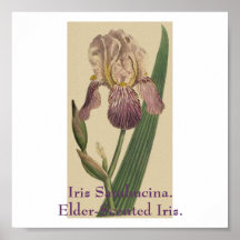 Iris Sambucina. Fläder-vädrad Iris. Affischer
