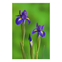 Irisblommor Foto
