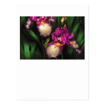 Irises - en koppla ihop av Irises Vykort