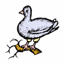 Irländare Pigeon.png Photo Cutout