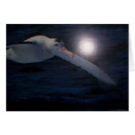 Irrande Albatrosskort