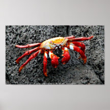 Isla Seymour, Galapagos, röd krabba Print