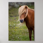 Isländsk häst posters
