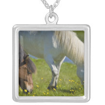 Isländska hästar i westerna Iceland. Anpassningsbar Halsband