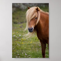 Isländskt föl i en vårängaffisch