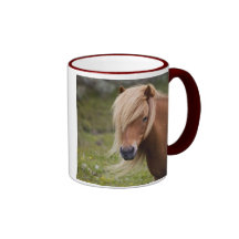 Isländskt föl kaffe koppar