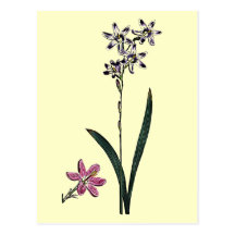 Ixia Capillaris Stricta Vykort