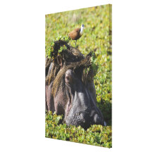 Jacana anseende på flodhästen (flodhäst canvasdukar med gallerikvalitet