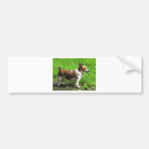 Jack Russell Bildekaler