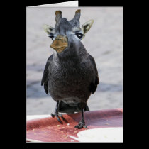 Jackaffe kort