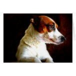 JackRussell porträtt Kort