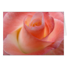 Jag älskar dig så mycket! Kortrosa rosvalentines